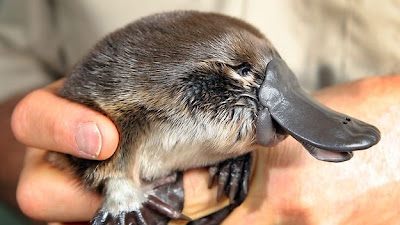 Adorable Photos Of Puggles Baby Platypuses Maret 2014 