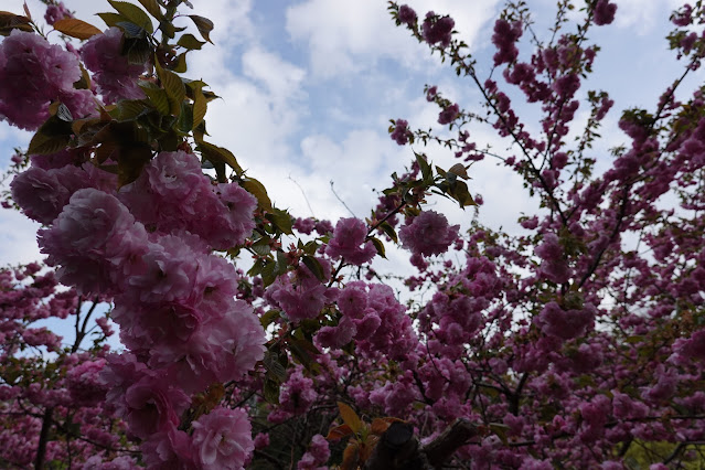 鳥取県西伯郡伯耆町小林 マウンテンストリームきしもと ヤエザクラ（八重桜）