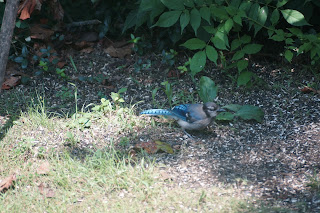 blue jay