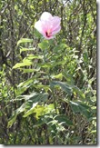 Hibiscus 2
