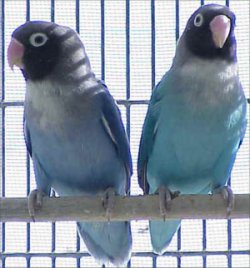 Love Bird kacamata Biru