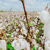 Brasil bate recorde de exportação de algodão em 2020/21 com 2,4 milhões de toneladas