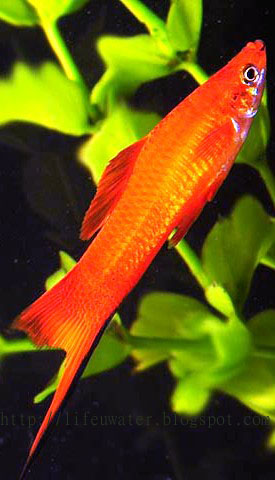 Marigold Swordtail