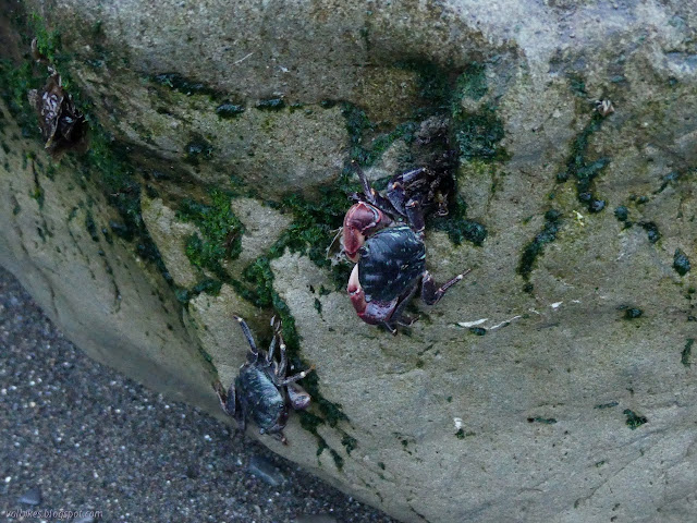 shore crab hooked onto a small rock ledge