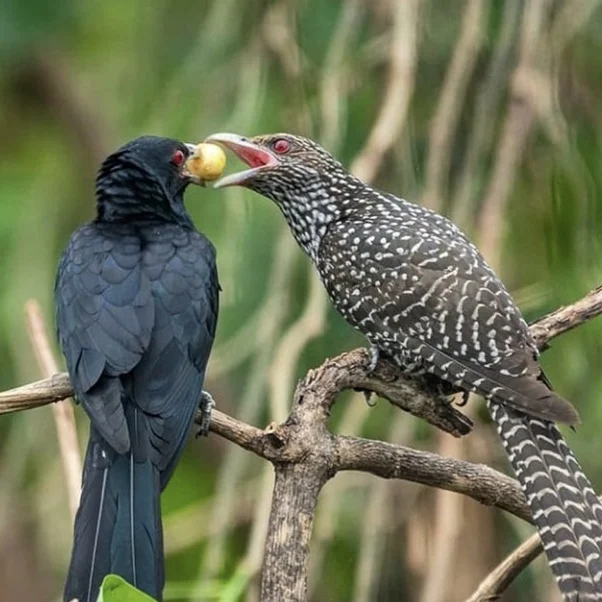 কোকিল পাখির ছবি ডাউনলোড - কোকিল পাখির ছবি আঁকা - কোকিল পাখির বৈশিষ্ট্য - kokil pakhi picture - insightflowblog.com - Image no 1