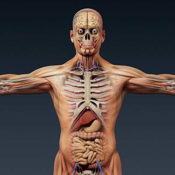 anatomy, medical anatomy, human medical anatomy,anatomy body,medical mats