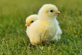 Baby Chicks, Living From glory To Glory Blog...