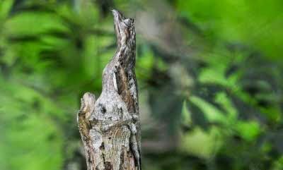 Kamuflase Great Potoo  (Burung Potoo)