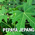 PEPAYA JEPANG