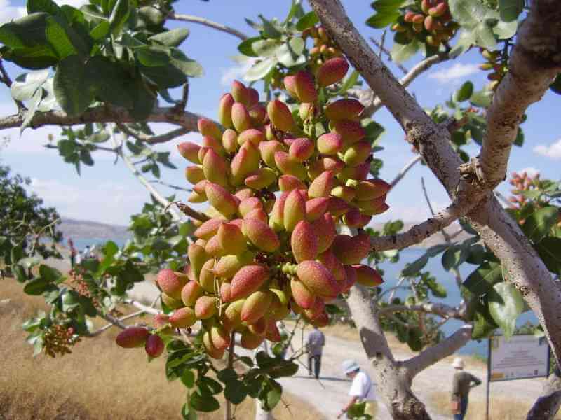 Do You Know Where Food Comes From These 12 Pictures Will Show You - Pistachios