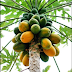 Manfaat buah pepaya, papaya buat kesehatan 2022