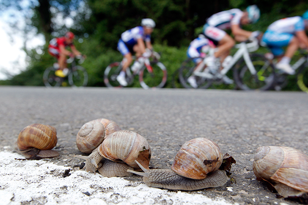 Ciclistas pedalando no plano de fundo desfocado em uma rodovia rodeada por árvores. E no primeiro plano um grupo de caracóis.