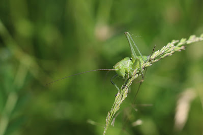 Grote Groene Sabelsprinkhaan - Griene Sabelsprinkhoanne - Tettigonia viridissima