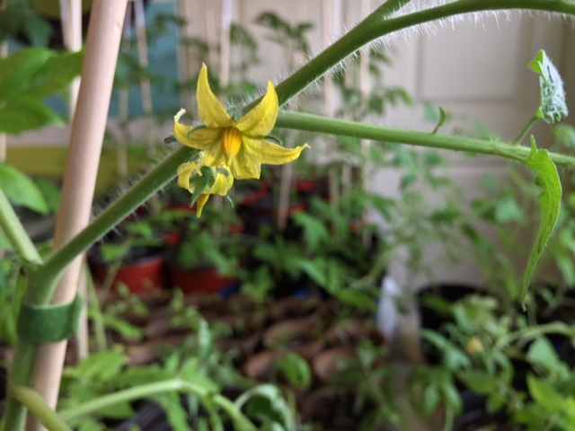 Tomato bud on a plant started from seed Spring 2018 inside garden