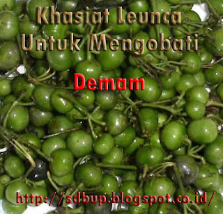 pengobatan herbal alami untuk mengobati demam menggunakan leunca