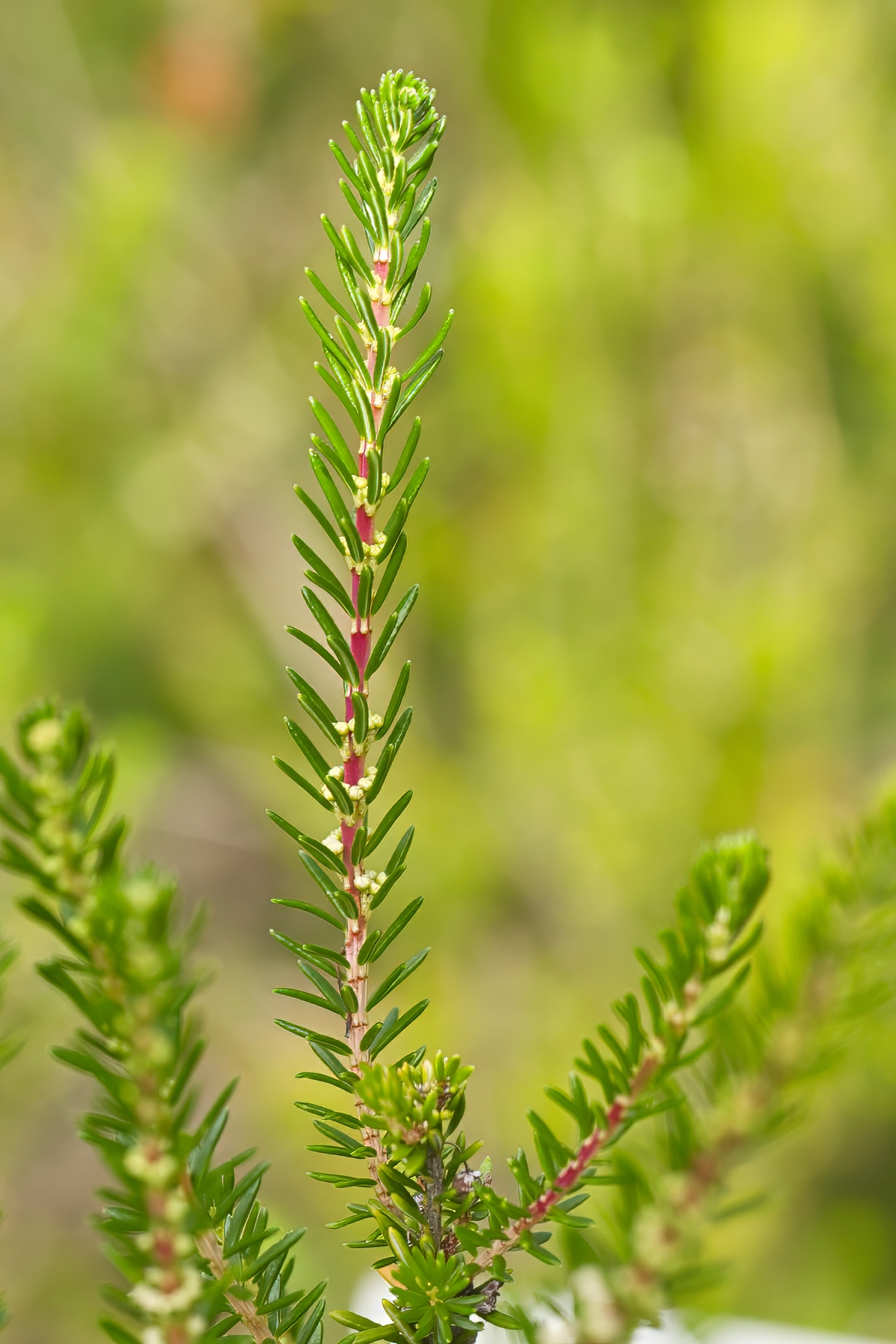 Erica vagans
