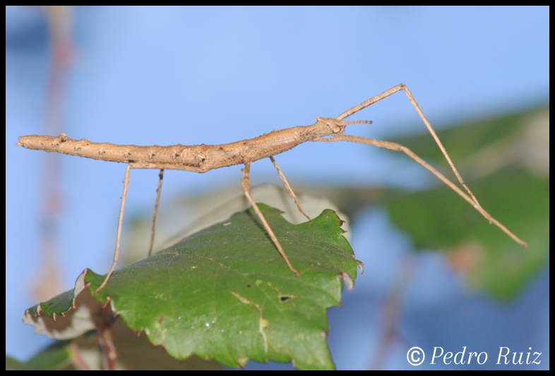 Ninfa hembra L2 de Onchestus rentzi, 3,2 cm de longitud