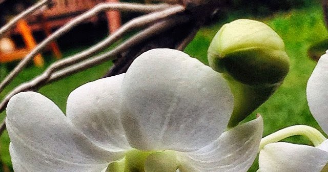 Tips Merawat Anggrek  Dendrobium Agar Cepat Berbunga 