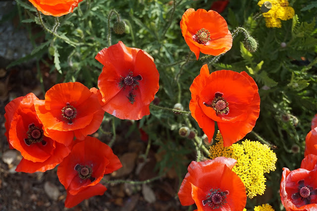 Red Poppy flowers