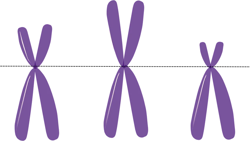 Pengertian Kromosom, Penggolongan Kromosom