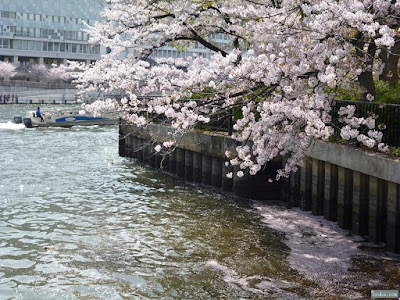 桜の花弁