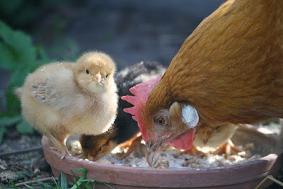 Cara TERNAK Ayam KAMPUNG Cepat PANEN