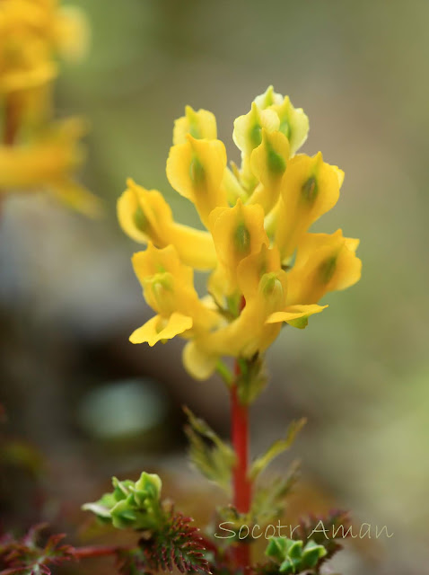 Corydalis pallida