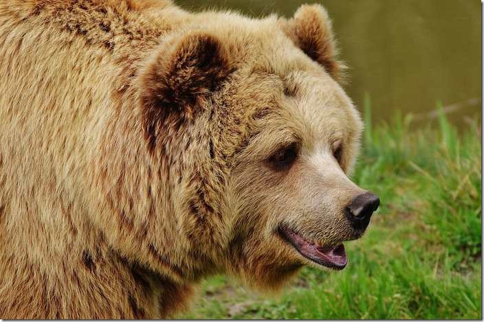 The Islamic meaning of bear in dream.