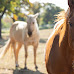 Equine Industry and Animal Welfare Orgs Team Up to Ban Horse Slaughter in The United States