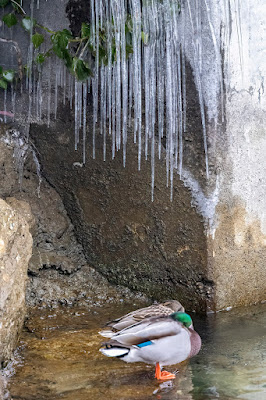 Ein Stockentenpärchen schläft friedlich unter den über ihnen hängenden spitzen Eiszapfen.