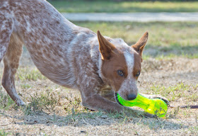 Squeaking floating food toy