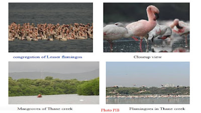 Thane Creek Facts in Brief