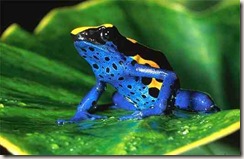 Sapo Garimpeiro