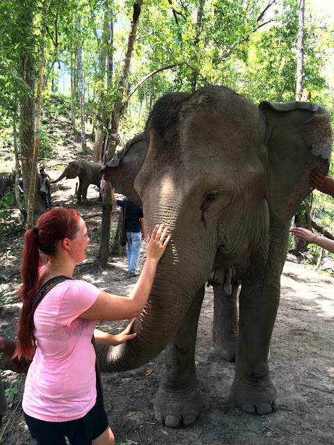 elefant, elephant, thailand, mahut, dschungel, jungle, hug elephants sanctuara, nationalpark, chiang mai, urlaub, holiday, nature, wildlife, wildtier, natur