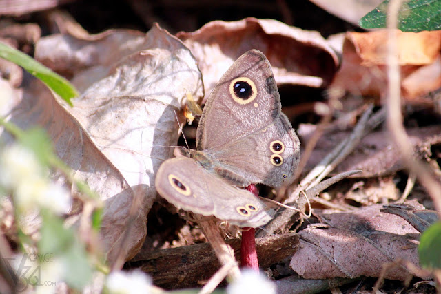 Nigger Butterfly/dark grass-brown/smooth-eyed bushbrown (Orsotriaena medus)