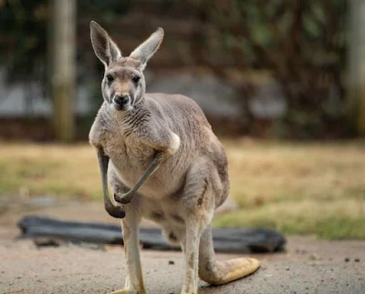 kangaroo