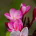 Morning Plumeria Up