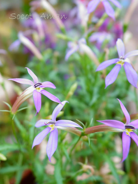 Isotoma axillaris