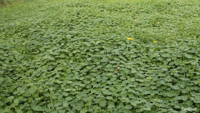 Géranium et fleur de léontodon