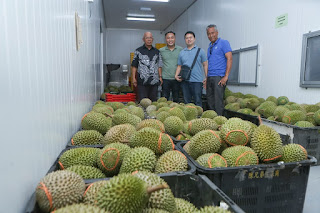 Cerita dari Lipis Durian Musang King