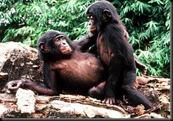 sci-bonobo-ape_4