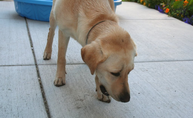 cabana with her head low and mouth open as she eats the frozen treat