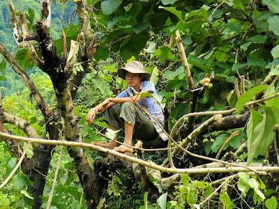 Trabajando en un Mar verde - Fotos de Laos de Ben Visbeek