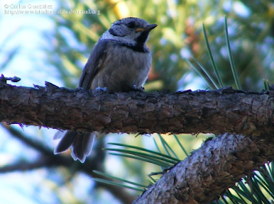 http://www.biodiversidadvirtual.org/aves/Lophophanes-cristatus-img46094.html