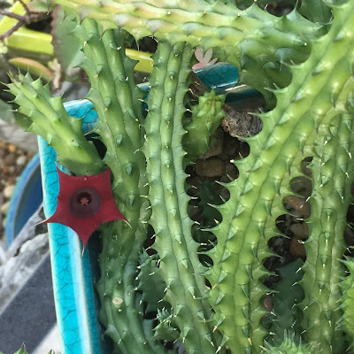 Huernia, Huernia succulents, succulent, succulents, garden, nature, flowers, gardening, garden tour, plants