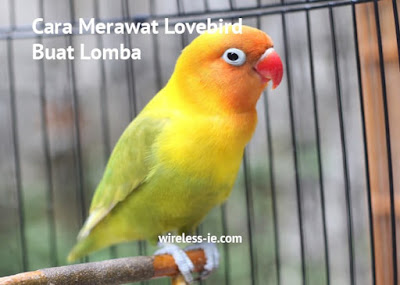 Cara Merawat Lovebird Buat Lomba Agar Juara