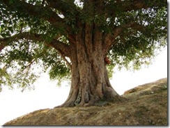 Peepal Tree