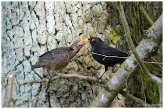 Karmienie młodego Kosa zwyczajnego (Turdus merula)