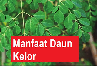 20 MANFAAT KHASIAT DAUN KELOR UNTUK KESEHATAN DAN DIET