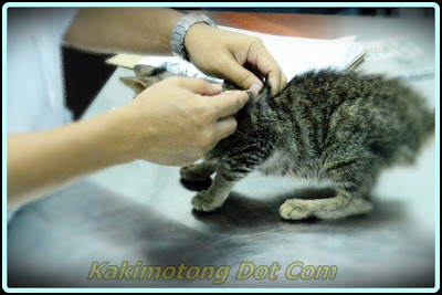 Al Kisah Si Motet, Vaksin Kucing, Ubat Cacing, Kucing Mata 